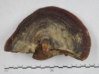登錄號:F0016212藏品圖，第1張