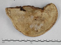 登錄號:F0016212藏品圖，第4張