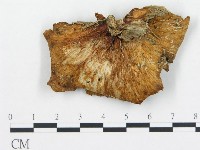 登錄號:F0016213藏品圖，第1張