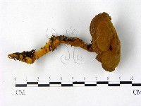 登錄號:F0016215藏品圖，第3張