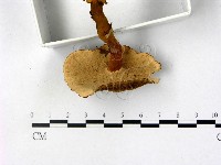 登錄號:F0016215藏品圖，第4張