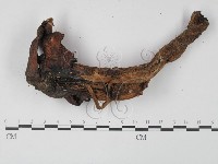 登錄號:F0016216藏品圖，第3張