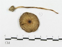 登錄號:F0016218藏品圖，第3張
