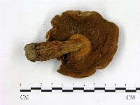登錄號:F0016219藏品圖，第3張