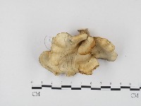 登錄號:F0016220藏品圖，第3張