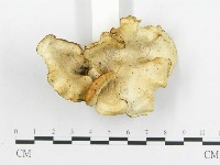 登錄號:F0016220藏品圖，第4張