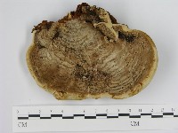 登錄號:F0016221藏品圖，第1張