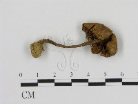 登錄號:F0016222藏品圖，第1張