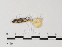 登錄號:F0016223藏品圖，第3張