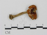 登錄號:F0016224藏品圖，第1張