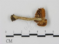登錄號:F0016224藏品圖，第3張