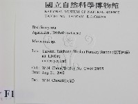 小皮傘屬藏品圖，第2張