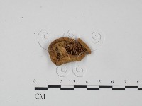 登錄號:F0016228藏品圖，第1張