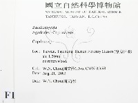 鬼傘屬藏品圖，第2張