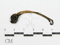 鬼傘屬藏品圖，第3張