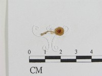 登錄號:F0016230藏品圖，第1張