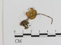 登錄號:F0016231藏品圖，第1張