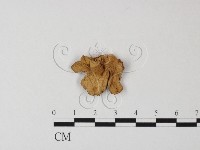 登錄號:F0016234藏品圖，第1張