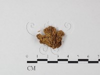 登錄號:F0016234藏品圖，第3張