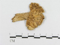 登錄號:F0016235藏品圖，第1張
