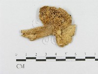登錄號:F0016235藏品圖，第3張