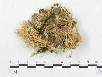 登錄號:F0016236藏品圖，第1張