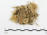 登錄號:F0016236藏品圖，第3張