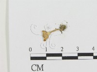登錄號:F0016238藏品圖，第1張