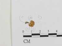 登錄號:F0016239藏品圖，第3張