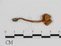 登錄號:F0016240藏品圖，第3張