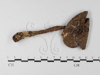 登錄號:F0016241藏品圖，第3張