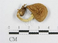 登錄號:F0016242藏品圖，第3張