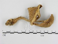 登錄號:F0016244藏品圖，第1張
