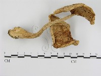 登錄號:F0016244藏品圖，第3張