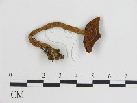 登錄號:F0016245藏品圖，第1張