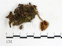登錄號:F0016246藏品圖，第1張