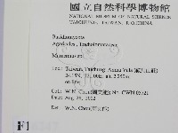 小皮傘屬藏品圖，第2張