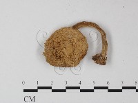 登錄號:F0016248藏品圖，第1張