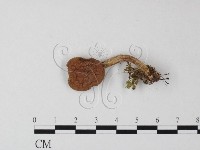 登錄號:F0016249藏品圖，第3張