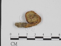 登錄號:F0016250藏品圖，第1張