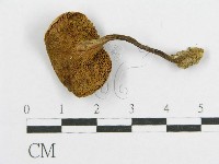 登錄號:F0016251藏品圖，第1張
