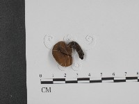 登錄號:F0016252藏品圖，第1張