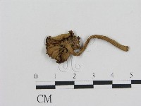 登錄號:F0016255藏品圖，第1張