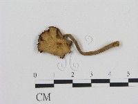 登錄號:F0016255藏品圖，第3張