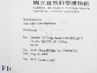 盔孢傘屬藏品圖，第2張