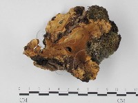 登錄號:F0016257藏品圖，第1張