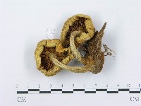 登錄號:F0016259藏品圖，第1張