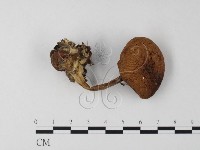 登錄號:F0016260藏品圖，第3張
