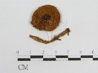 登錄號:F0016261藏品圖，第1張