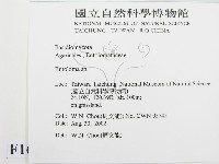 粉褶菌屬藏品圖，第2張